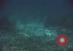 Image of United States navy diver Atlantic Ocean, 1964, second 55 stock footage video 65675061595