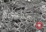 Image of United States soldiers Myitkyina Burma, 1944, second 55 stock footage video 65675061622