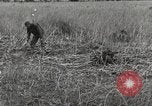 Image of C-47 aircraft Burma, 1944, second 11 stock footage video 65675061654