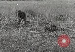 Image of C-47 aircraft Burma, 1944, second 14 stock footage video 65675061654