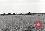 Image of C-47 aircraft Burma, 1944, second 61 stock footage video 65675061654