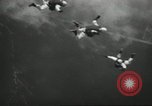 Image l'équipe de parachutistes de l'Armée américaine United States USA, 1962, de la seconde 61 séquences d'archives historiques vidéo 65675061691