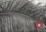 Image of 14-inch disappearing rifle at Ft. DeRussy Hawaii USA, 1941, second 54 stock footage video 65675061752