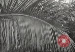 Image of 14-inch disappearing rifle at Ft. DeRussy Hawaii USA, 1941, second 55 stock footage video 65675061752