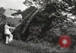 Immagine di Vista aerea Hawaii USA, 1941, secondo 36 filmato di repertorio 65675061753
