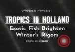 Image of tropical fishes Holland Netherlands, 1965, second 1 stock footage video 65675061772