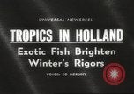 Image of tropical fishes Holland Netherlands, 1965, second 5 stock footage video 65675061772