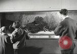 Image of tropical fishes Holland Netherlands, 1965, second 9 stock footage video 65675061772