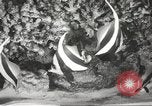 Image of tropical fishes Holland Netherlands, 1965, second 11 stock footage video 65675061772