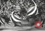 Image of tropical fishes Holland Netherlands, 1965, second 12 stock footage video 65675061772