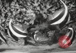 Image of tropical fishes Holland Netherlands, 1965, second 13 stock footage video 65675061772