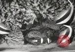Image of tropical fishes Holland Netherlands, 1965, second 14 stock footage video 65675061772