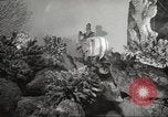 Image of tropical fishes Holland Netherlands, 1965, second 15 stock footage video 65675061772