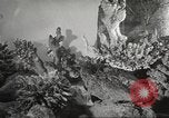 Image of tropical fishes Holland Netherlands, 1965, second 16 stock footage video 65675061772