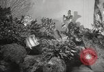 Image of tropical fishes Holland Netherlands, 1965, second 19 stock footage video 65675061772