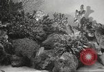 Image of tropical fishes Holland Netherlands, 1965, second 20 stock footage video 65675061772
