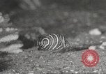 Image of tropical fishes Holland Netherlands, 1965, second 21 stock footage video 65675061772