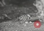 Image of tropical fishes Holland Netherlands, 1965, second 22 stock footage video 65675061772