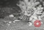 Image of tropical fishes Holland Netherlands, 1965, second 23 stock footage video 65675061772