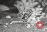 Image of tropical fishes Holland Netherlands, 1965, second 24 stock footage video 65675061772