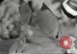 Image of tropical fishes Holland Netherlands, 1965, second 25 stock footage video 65675061772