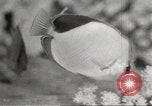 Image of tropical fishes Holland Netherlands, 1965, second 26 stock footage video 65675061772