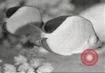 Image of tropical fishes Holland Netherlands, 1965, second 27 stock footage video 65675061772