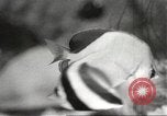Image of tropical fishes Holland Netherlands, 1965, second 28 stock footage video 65675061772