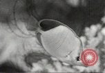 Image of tropical fishes Holland Netherlands, 1965, second 29 stock footage video 65675061772