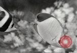 Image of tropical fishes Holland Netherlands, 1965, second 30 stock footage video 65675061772