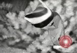 Image of tropical fishes Holland Netherlands, 1965, second 32 stock footage video 65675061772