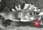 Image of tropical fishes Holland Netherlands, 1965, second 34 stock footage video 65675061772