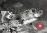 Image of tropical fishes Holland Netherlands, 1965, second 35 stock footage video 65675061772