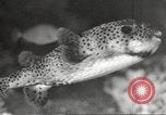 Image of tropical fishes Holland Netherlands, 1965, second 36 stock footage video 65675061772