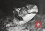 Image of tropical fishes Holland Netherlands, 1965, second 37 stock footage video 65675061772