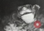 Image of tropical fishes Holland Netherlands, 1965, second 38 stock footage video 65675061772