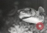 Image of tropical fishes Holland Netherlands, 1965, second 39 stock footage video 65675061772