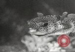 Image of tropical fishes Holland Netherlands, 1965, second 40 stock footage video 65675061772