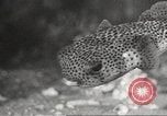 Image of tropical fishes Holland Netherlands, 1965, second 41 stock footage video 65675061772