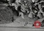Image of tropical fishes Holland Netherlands, 1965, second 43 stock footage video 65675061772
