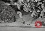 Image of tropical fishes Holland Netherlands, 1965, second 44 stock footage video 65675061772