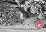 Image of tropical fishes Holland Netherlands, 1965, second 45 stock footage video 65675061772