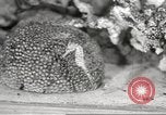 Image of tropical fishes Holland Netherlands, 1965, second 46 stock footage video 65675061772