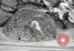 Image of tropical fishes Holland Netherlands, 1965, second 47 stock footage video 65675061772