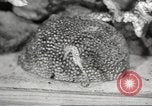 Image of tropical fishes Holland Netherlands, 1965, second 48 stock footage video 65675061772