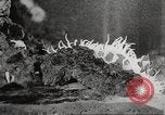 Image of tropical fishes Holland Netherlands, 1965, second 51 stock footage video 65675061772