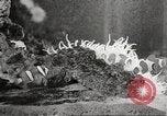Image of tropical fishes Holland Netherlands, 1965, second 52 stock footage video 65675061772