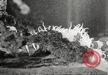 Image of tropical fishes Holland Netherlands, 1965, second 53 stock footage video 65675061772