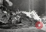 Image of tropical fishes Holland Netherlands, 1965, second 54 stock footage video 65675061772