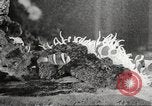 Image of tropical fishes Holland Netherlands, 1965, second 55 stock footage video 65675061772